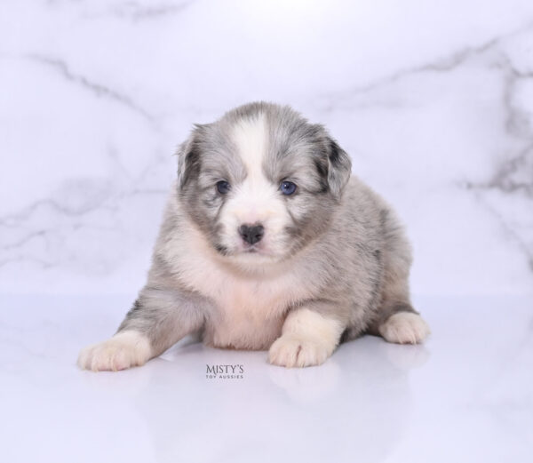 Mini / Toy Australian Shepherd Puppy Lilou