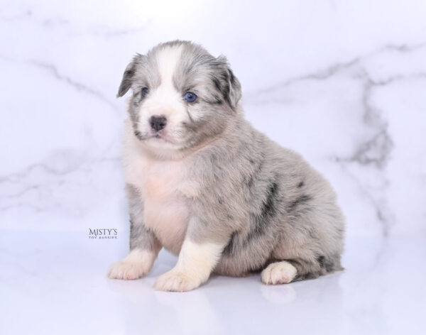 Mini / Toy Australian Shepherd Puppy Lilou