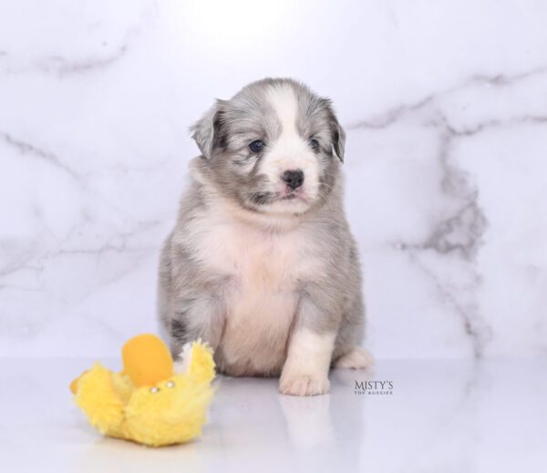 Mini / Toy Australian Shepherd Puppy Lilou