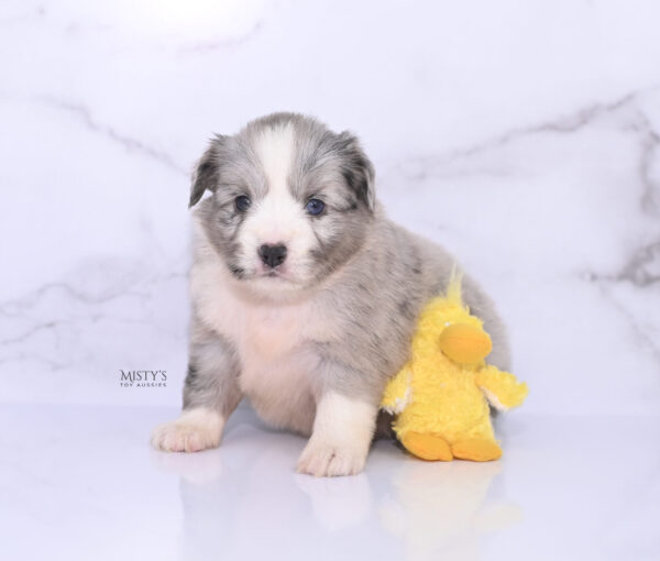 Mini / Toy Australian Shepherd Puppy Lilou