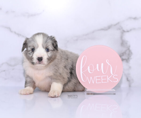 Mini / Toy Australian Shepherd Puppy Lilou