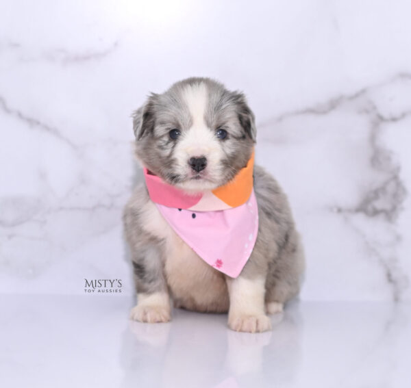 Mini / Toy Australian Shepherd Puppy Lilou