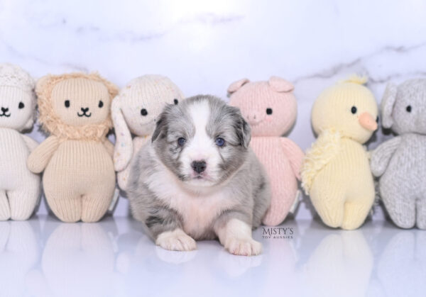 Mini / Toy Australian Shepherd Puppy Lilou