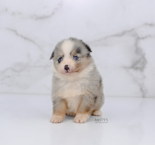 Mini / Toy Australian Shepherd Puppy Opie