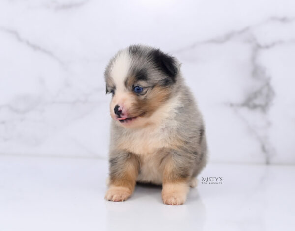 Mini / Toy Australian Shepherd Puppy Opie