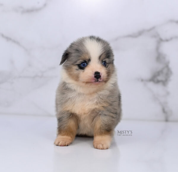 Mini / Toy Australian Shepherd Puppy Opie
