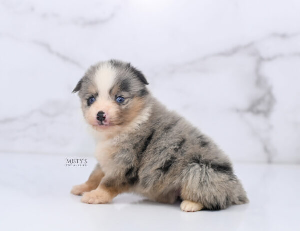 Mini / Toy Australian Shepherd Puppy Opie