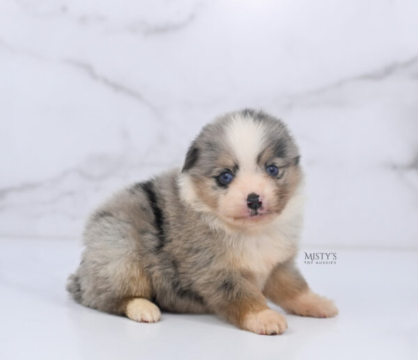 Mini / Toy Australian Shepherd Puppy Opie