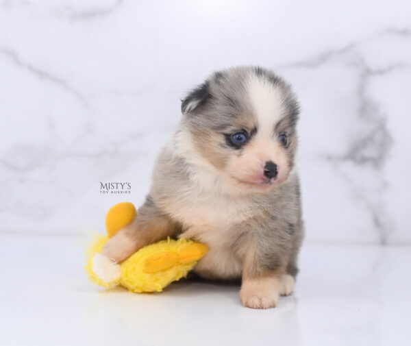 Mini / Toy Australian Shepherd Puppy Opie