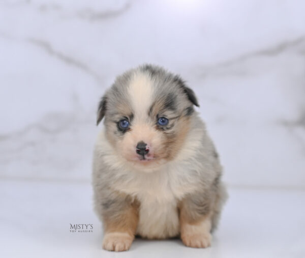 Mini / Toy Australian Shepherd Puppy Opie