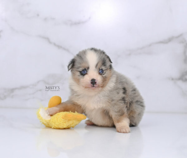 Mini / Toy Australian Shepherd Puppy Opie