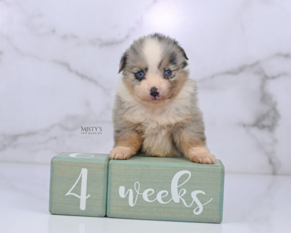 Mini / Toy Australian Shepherd Puppy Opie