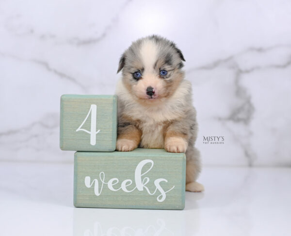 Mini / Toy Australian Shepherd Puppy Opie
