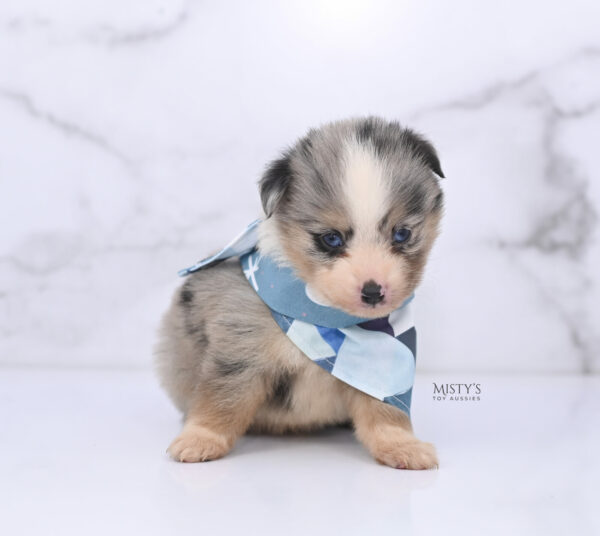 Mini / Toy Australian Shepherd Puppy Opie