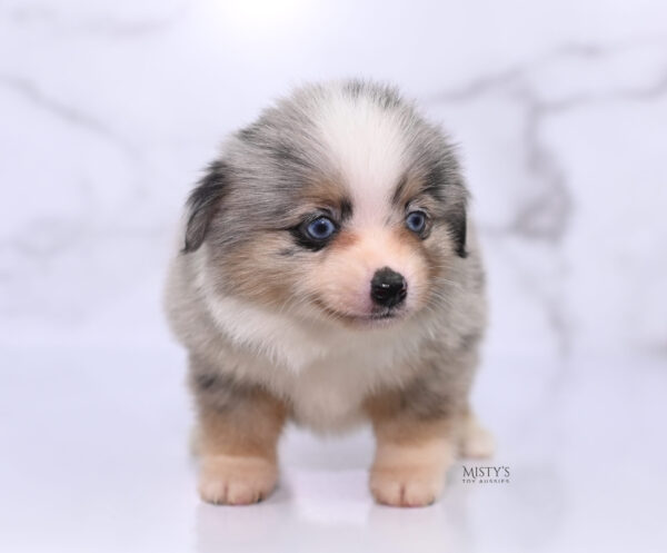 Mini / Toy Australian Shepherd Puppy Opie