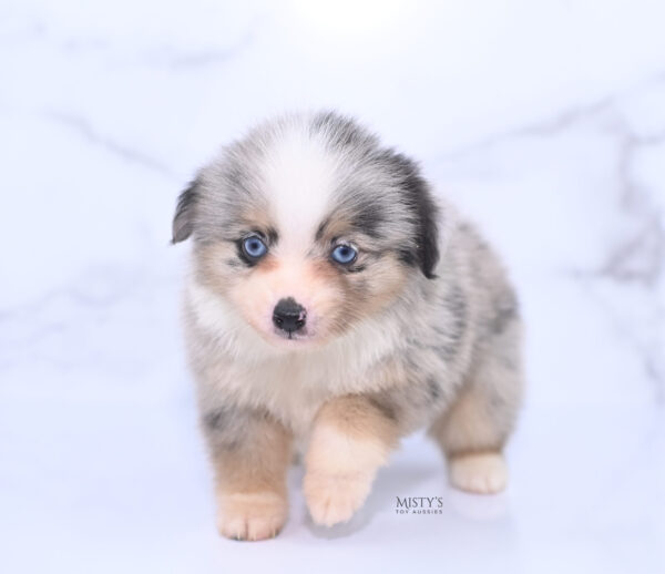 Mini / Toy Australian Shepherd Puppy Opie