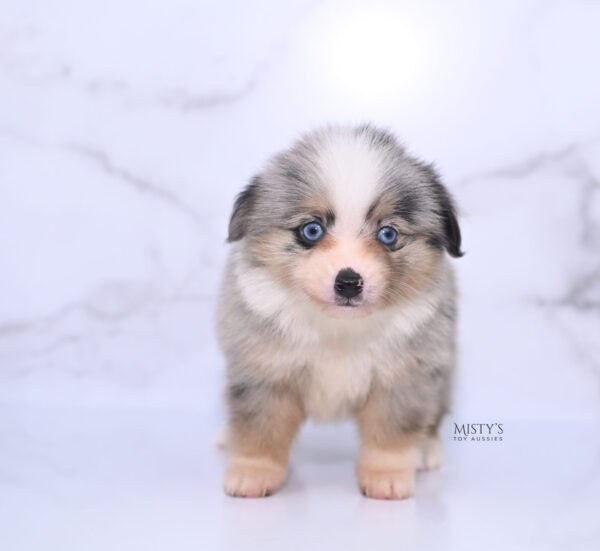 Mini / Toy Australian Shepherd Puppy Opie