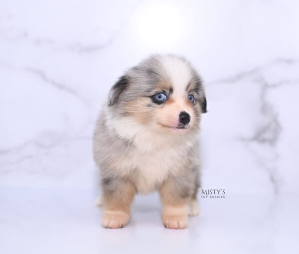 Mini / Toy Australian Shepherd Puppy Opie