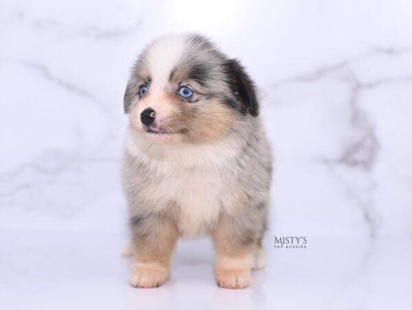 Mini / Toy Australian Shepherd Puppy Opie