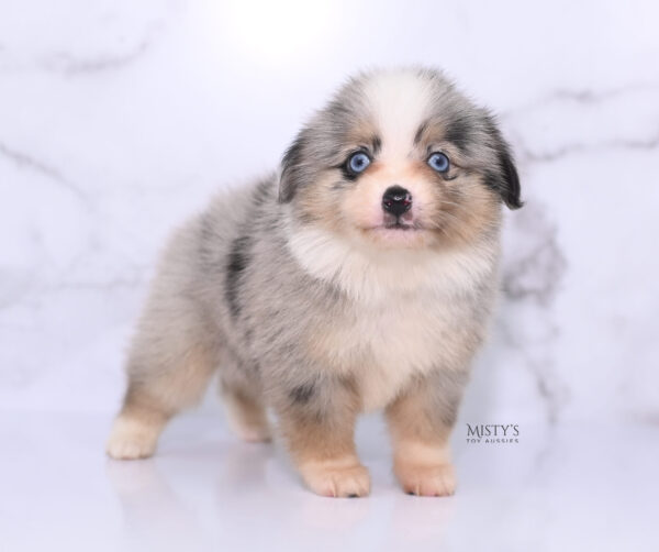 Mini / Toy Australian Shepherd Puppy Opie