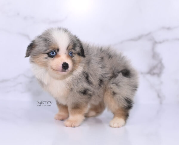 Mini / Toy Australian Shepherd Puppy Opie