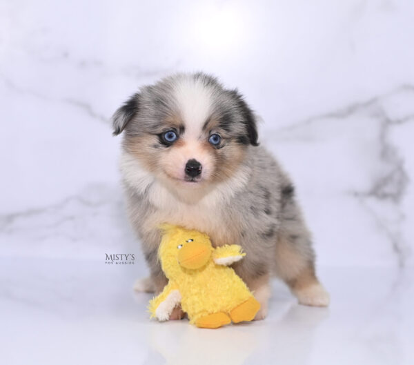 Mini / Toy Australian Shepherd Puppy Opie