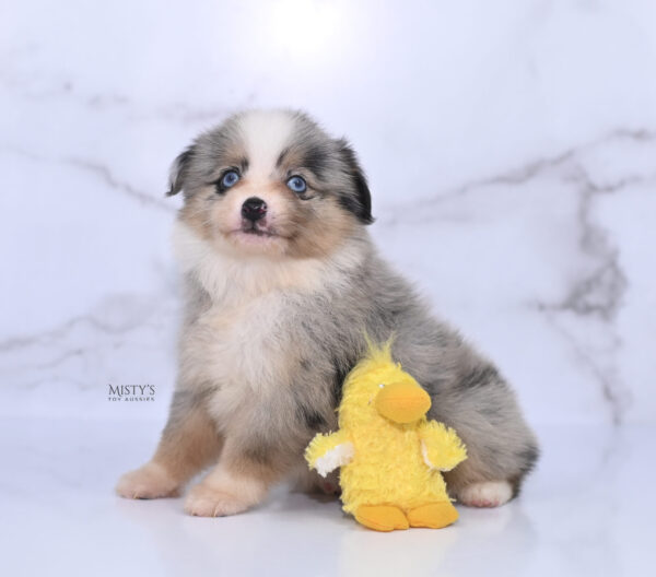 Mini / Toy Australian Shepherd Puppy Opie