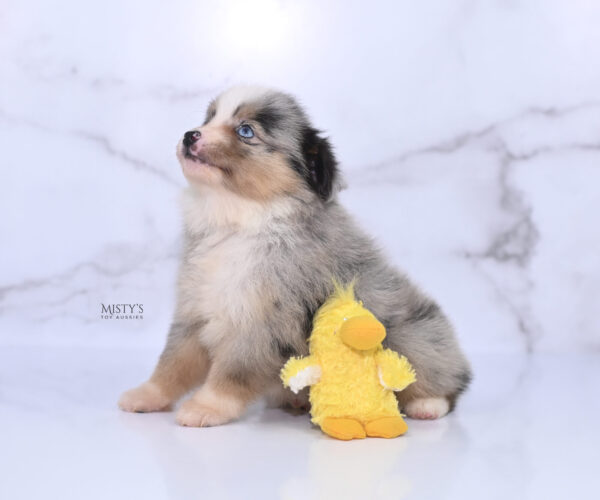 Mini / Toy Australian Shepherd Puppy Opie