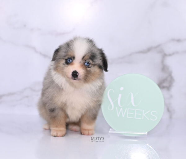 Mini / Toy Australian Shepherd Puppy Opie