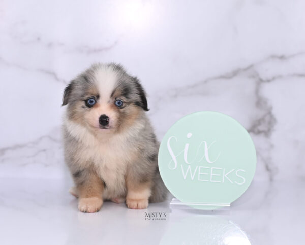 Mini / Toy Australian Shepherd Puppy Opie