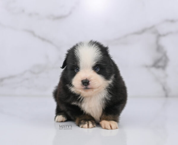 Mini / Toy Australian Shepherd Puppy Rocco