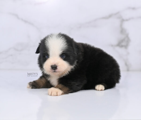 Mini / Toy Australian Shepherd Puppy Rocco