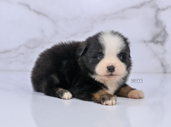 Mini / Toy Australian Shepherd Puppy Rocco