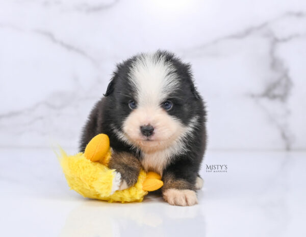 Mini / Toy Australian Shepherd Puppy Rocco