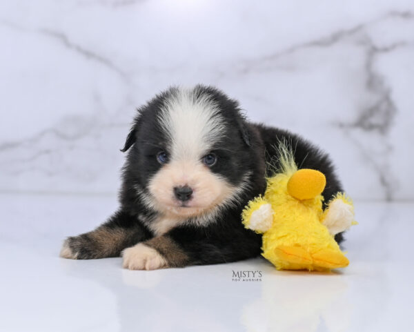 Mini / Toy Australian Shepherd Puppy Rocco