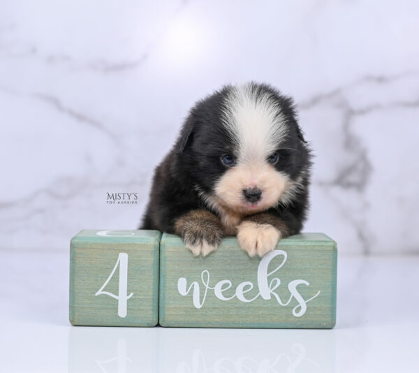 Mini / Toy Australian Shepherd Puppy Rocco