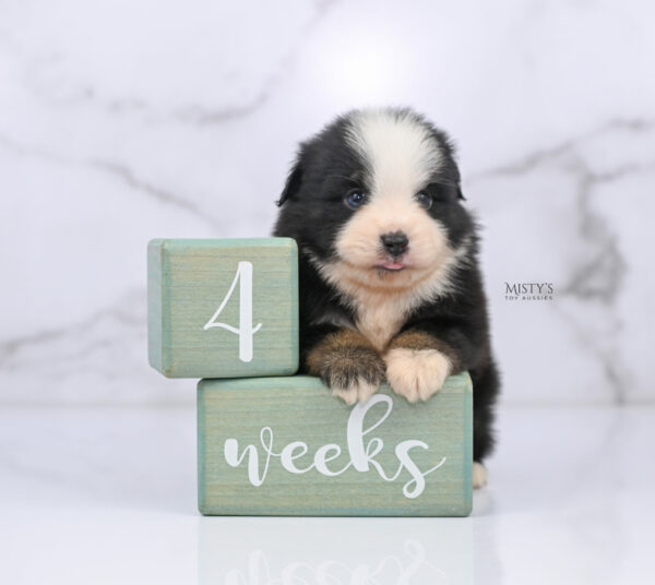 Mini / Toy Australian Shepherd Puppy Rocco