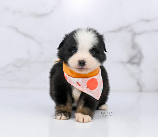 Mini / Toy Australian Shepherd Puppy Rocco