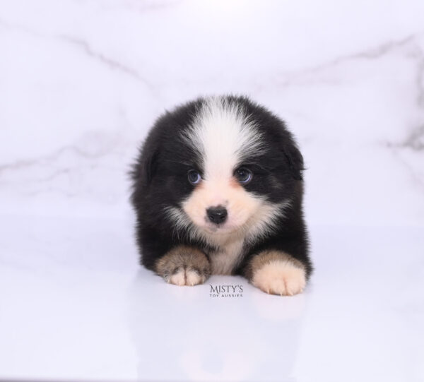 Mini / Toy Australian Shepherd Puppy Rocco