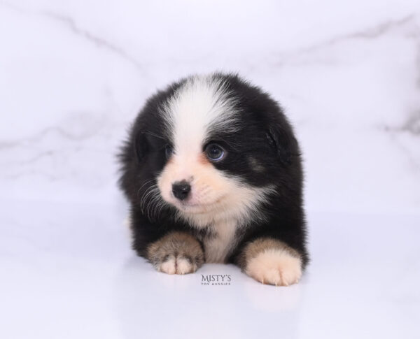 Mini / Toy Australian Shepherd Puppy Rocco