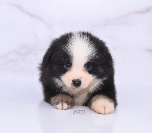 Mini / Toy Australian Shepherd Puppy Rocco