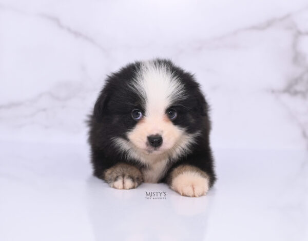 Mini / Toy Australian Shepherd Puppy Rocco