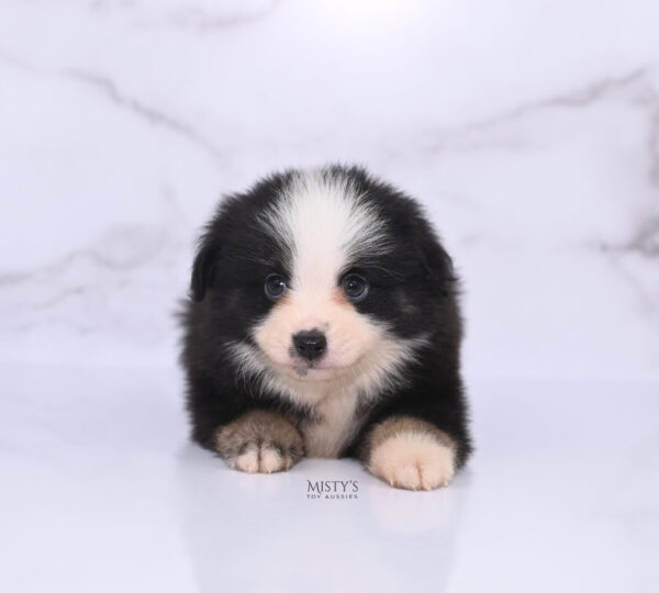 Mini / Toy Australian Shepherd Puppy Rocco