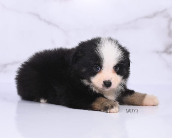 Mini / Toy Australian Shepherd Puppy Rocco