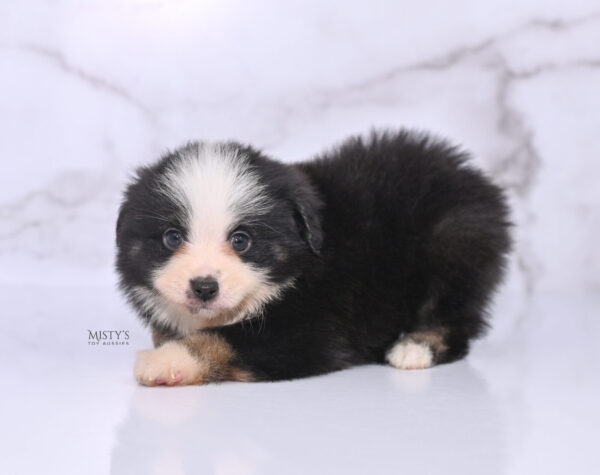 Mini / Toy Australian Shepherd Puppy Rocco