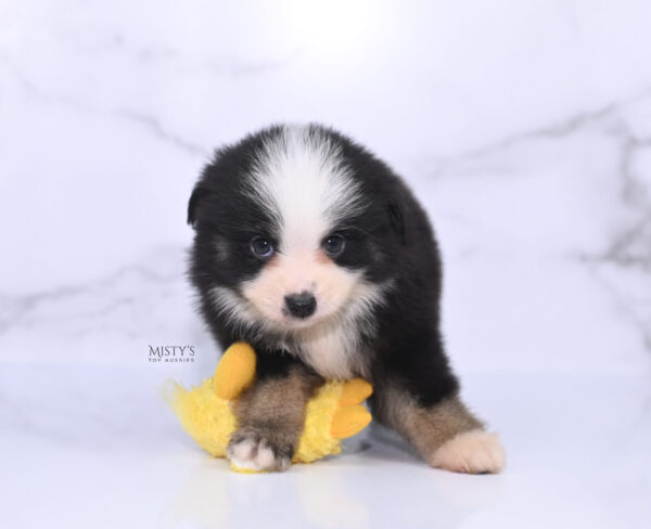 Mini / Toy Australian Shepherd Puppy Rocco