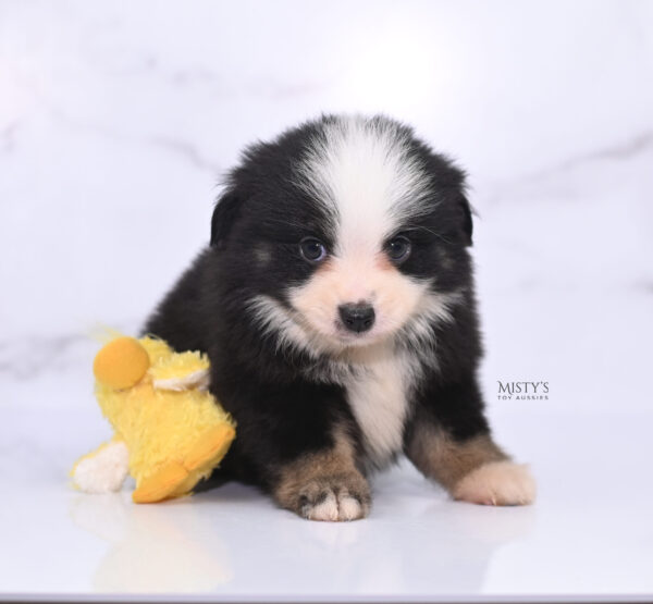 Mini / Toy Australian Shepherd Puppy Rocco