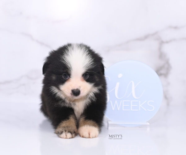 Mini / Toy Australian Shepherd Puppy Rocco