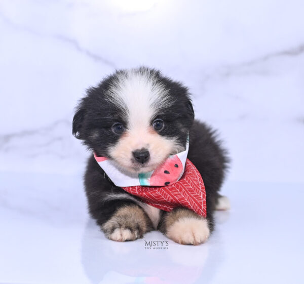 Mini / Toy Australian Shepherd Puppy Rocco