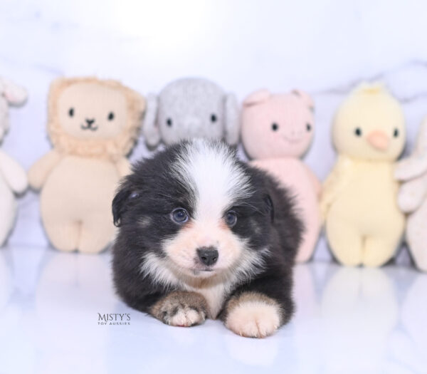 Mini / Toy Australian Shepherd Puppy Rocco